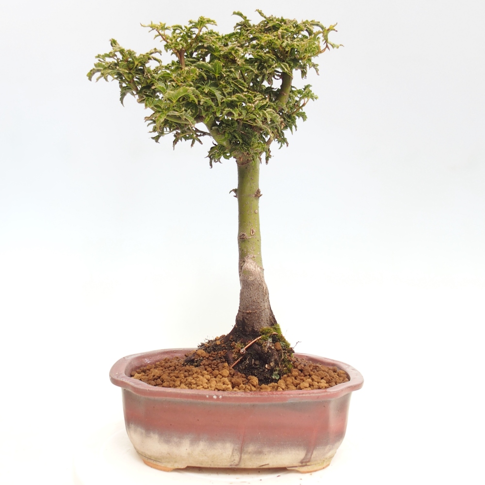 Bonsai voor buiten -Javor palm Acer palmatum Shishigashira