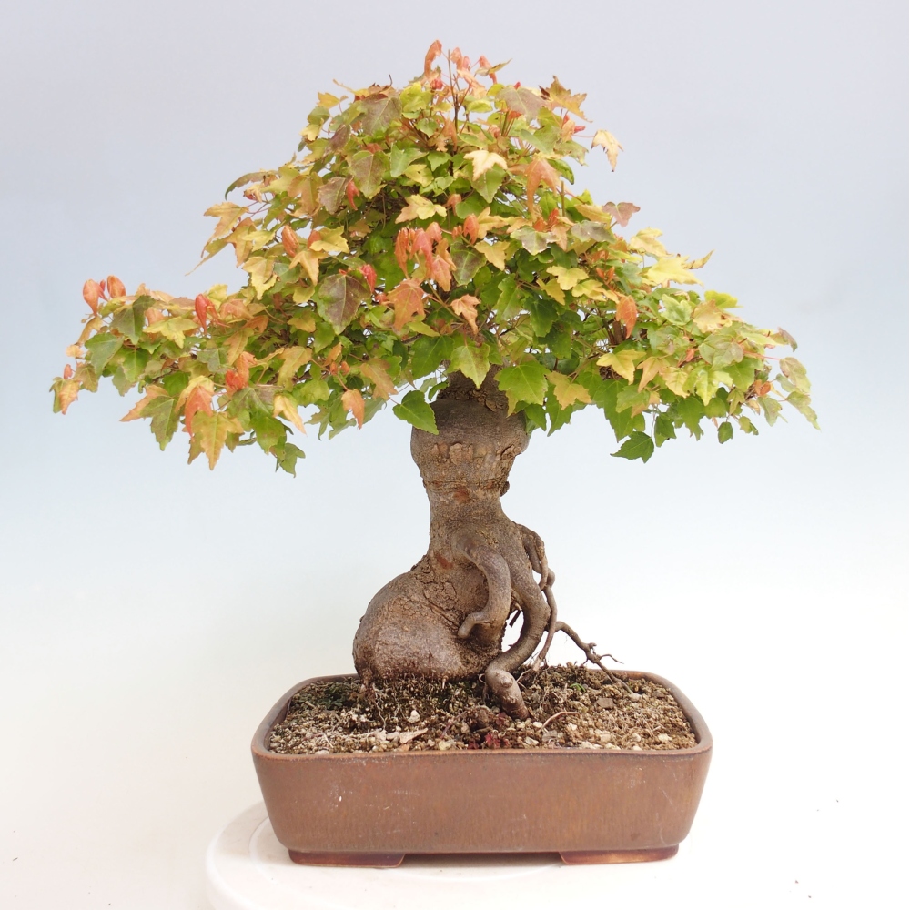 Bonsai voor buiten - Acer Buergerianum - Burgeresdoorn
