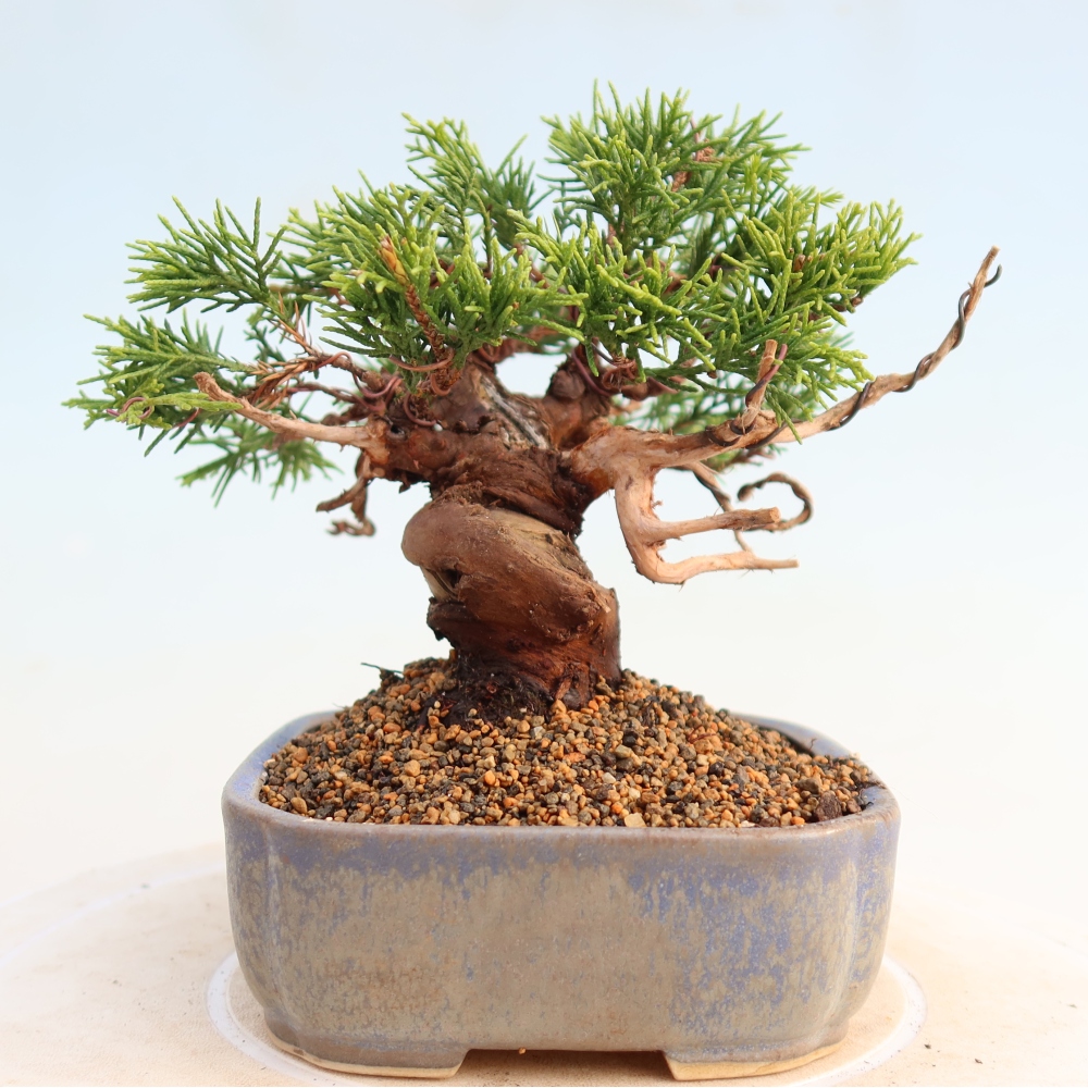 Bonsai voor buiten - Juniperus chinensis Itoigawa