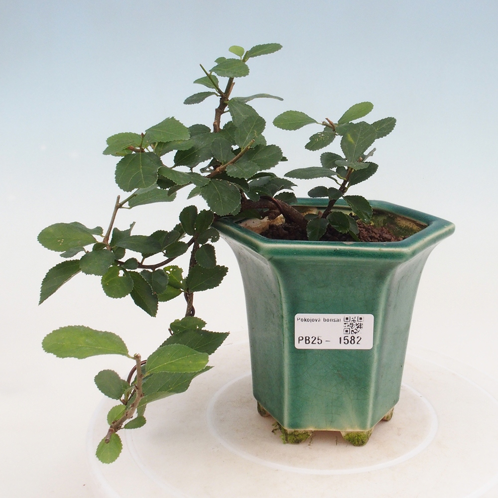 Bonsai - Grewia occidentalis - Lavendel zeester