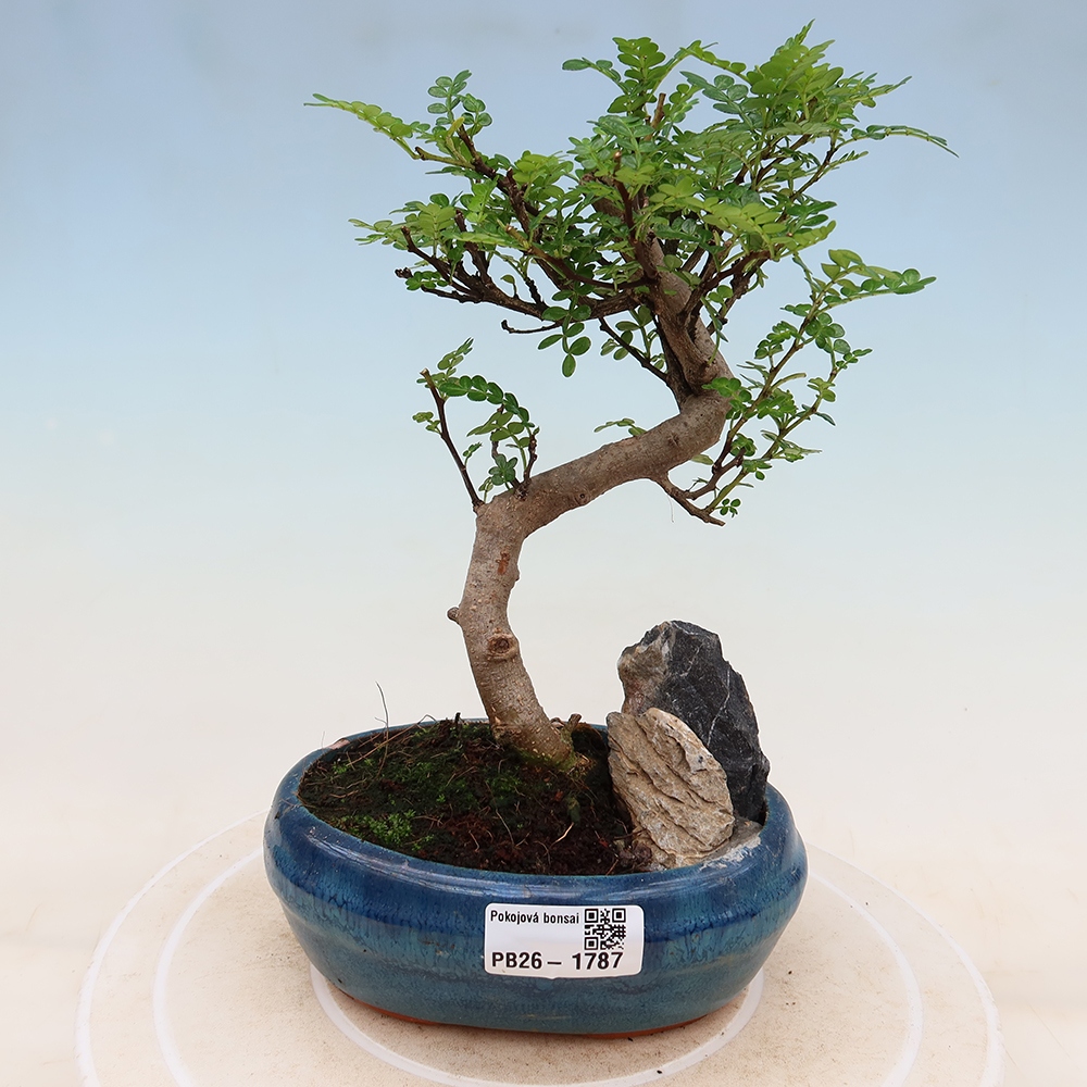 Kamerbonsai - Zantoxylum piperitum - peperboom