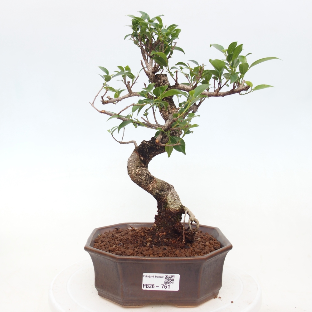 Kamerbonsai - Ficus retusa - kleinbladige ficus