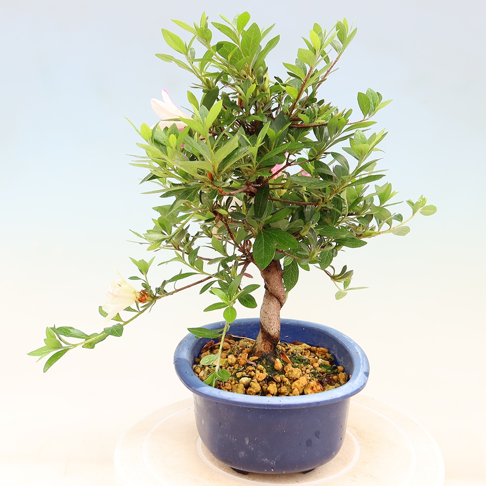 Bonsai voor buiten - Japanse Azalea - Azalea Hand