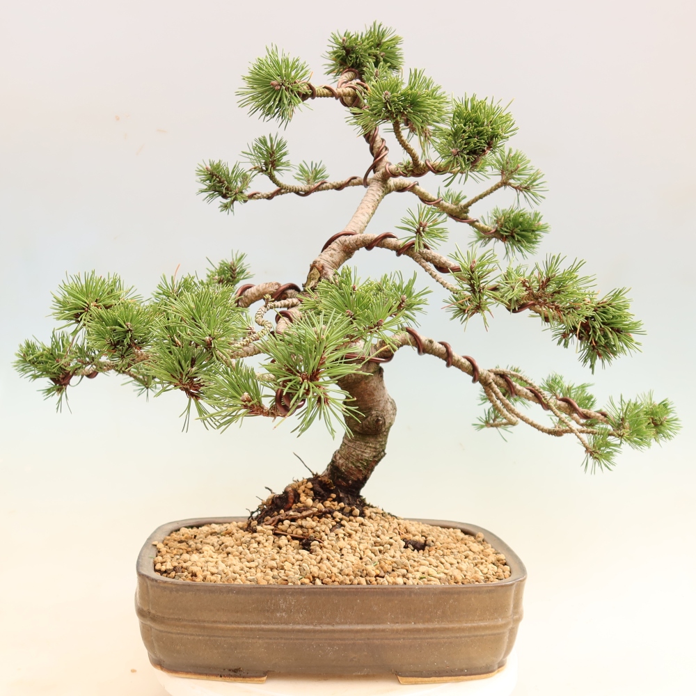 Bonsai voor buiten - Pinus mugo Humpy  - Bergden