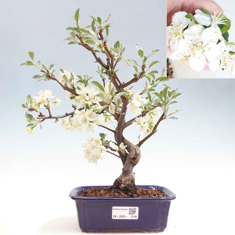 Bonsai voor buiten - Malus sargentii - Appelboom met kleine vruchten
