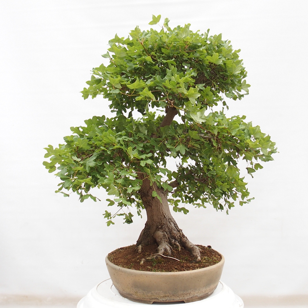Bonsai voor buiten - Franse esdoorn - Acer Nonspessulanum