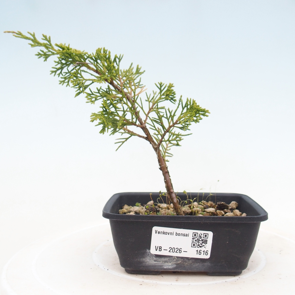 Bonsai voor buiten - Juniperus chinensis Itoigawa