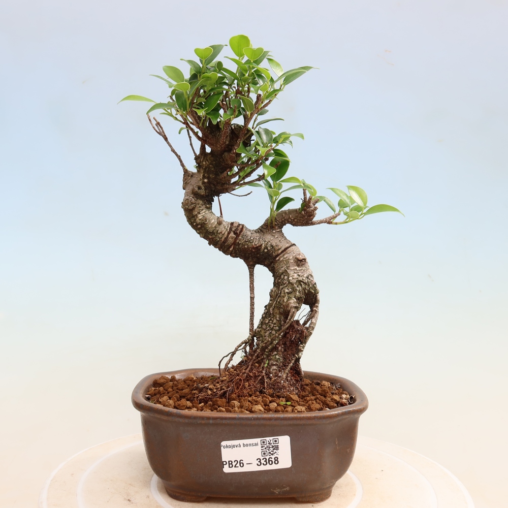 Kamerbonsai - Ficus kimmen - kleinbladige ficus