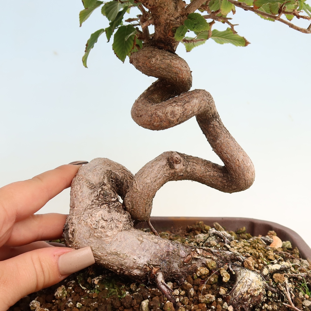 Bonsai voor buiten -Carpinus CARPINOIDES - Koreaanse haagbeuk