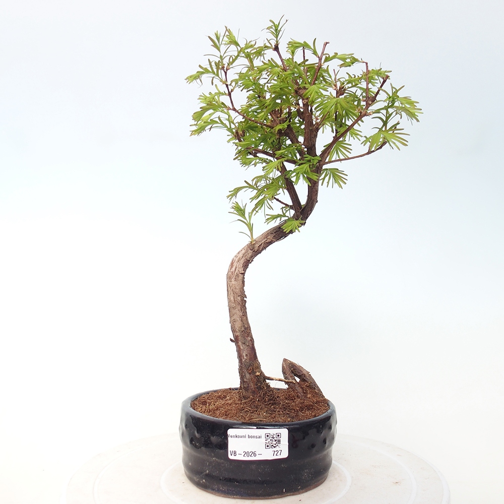 Bonsai voor buiten - Metasequoia glyptostroboides - Chinese Metasequoia