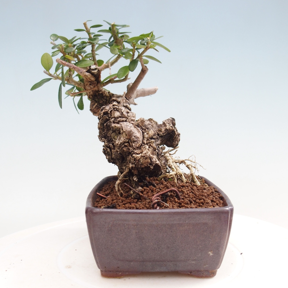 Bonsai voor binnen - Olea europaea sylvestris