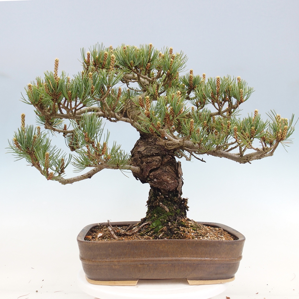 Bonsai voor buiten - Pinus parviflora - Pinus parviflora