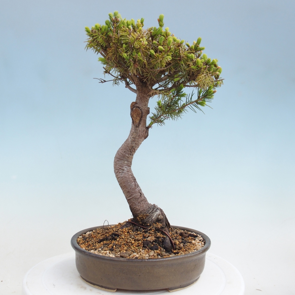 Bonsai voor buiten - Gewone spar - Picea glauca bol