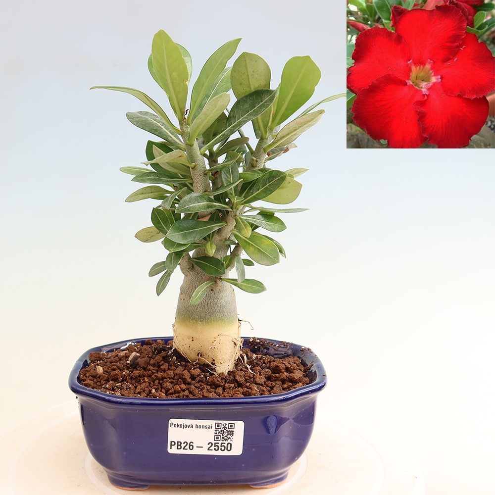 Kamerbonsai - Adenium obesum Red Star - Woestijnroos