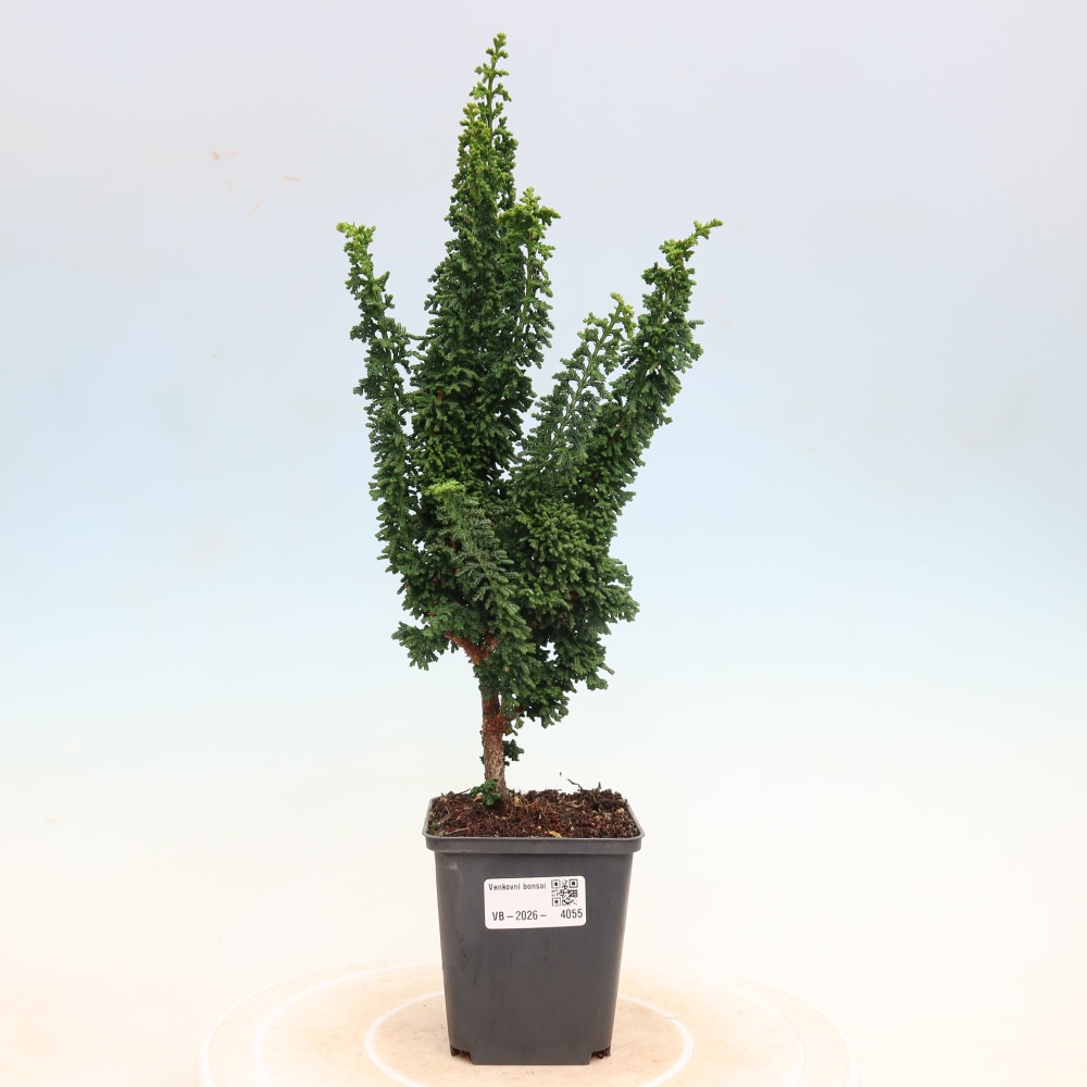 Bonsai voor buiten - Cham. obtusa SEKKA HINOKI - Cipres