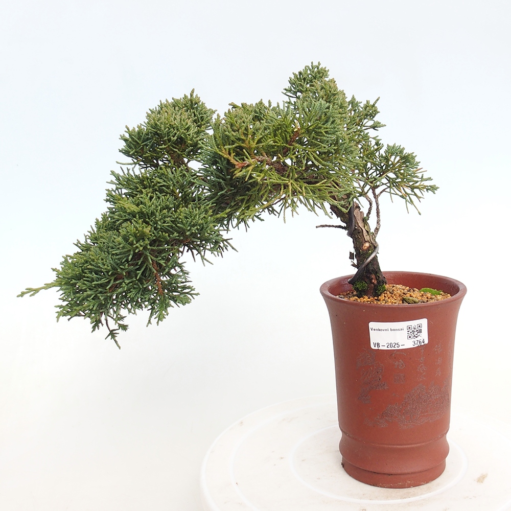 Bonsai voor buiten - Juniperus chinensis Kishu