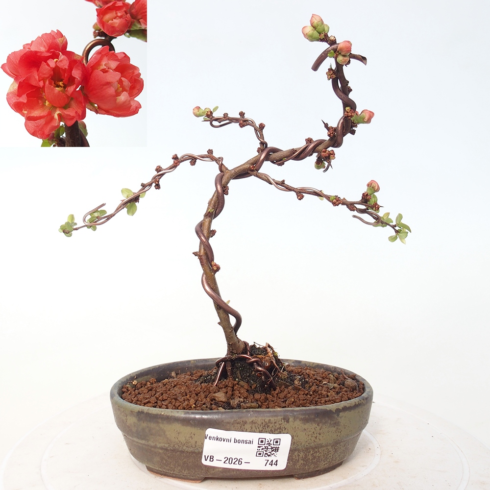 Bonsai voor buiten - Chaneomeles s. Red Joy - Kweepeer