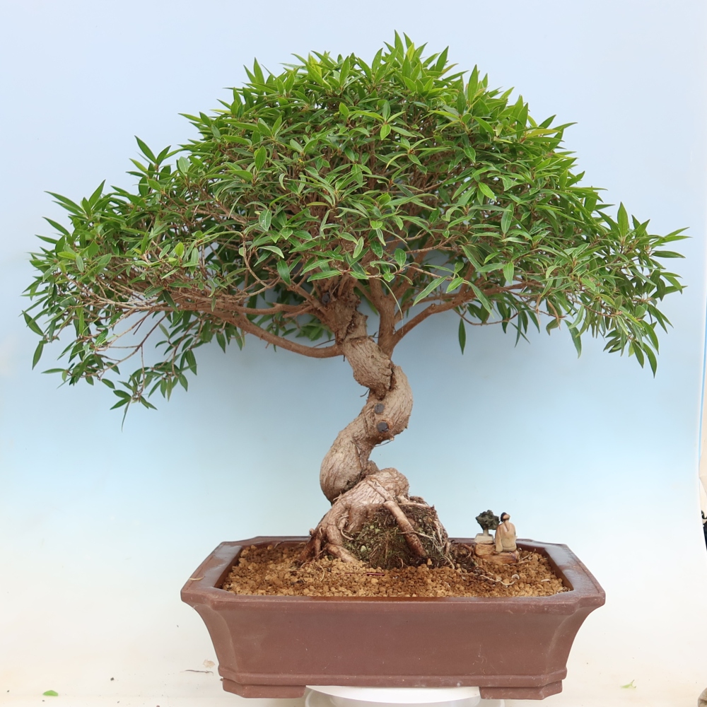 Kamerbonsai - Ficus nerifolia - kleinbladige ficus
