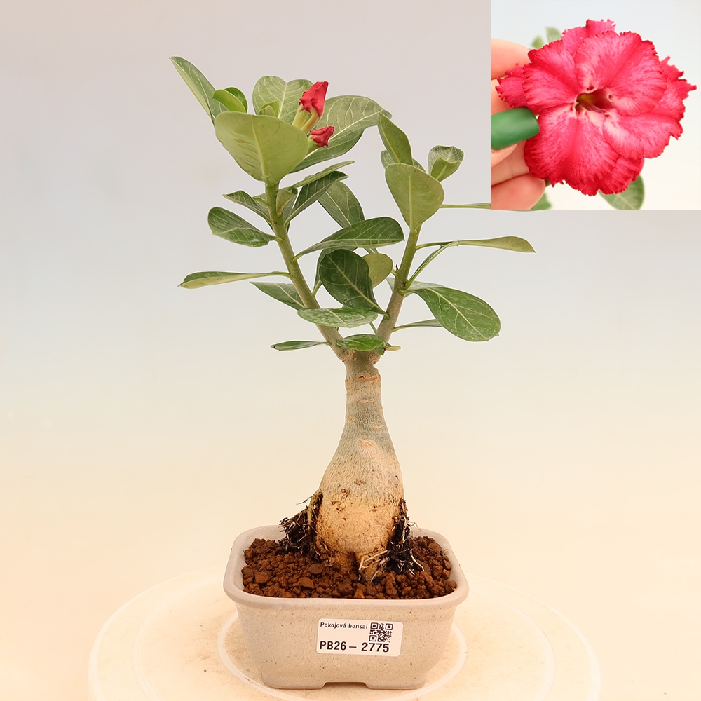 Kamerbonsai - Adenium obesum, geënt V.F.S.326  - Woestijnroos