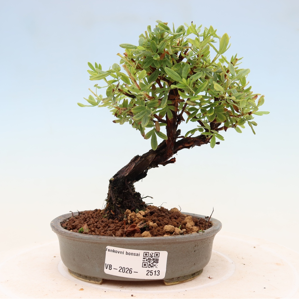 Bonsai voor buiten - Potentila fruticosa