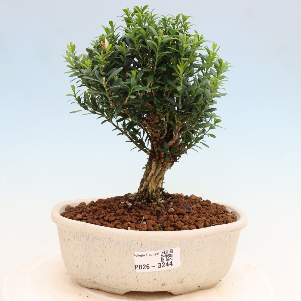 Kamerbonsai - Buxus harlandii - kurk buxus