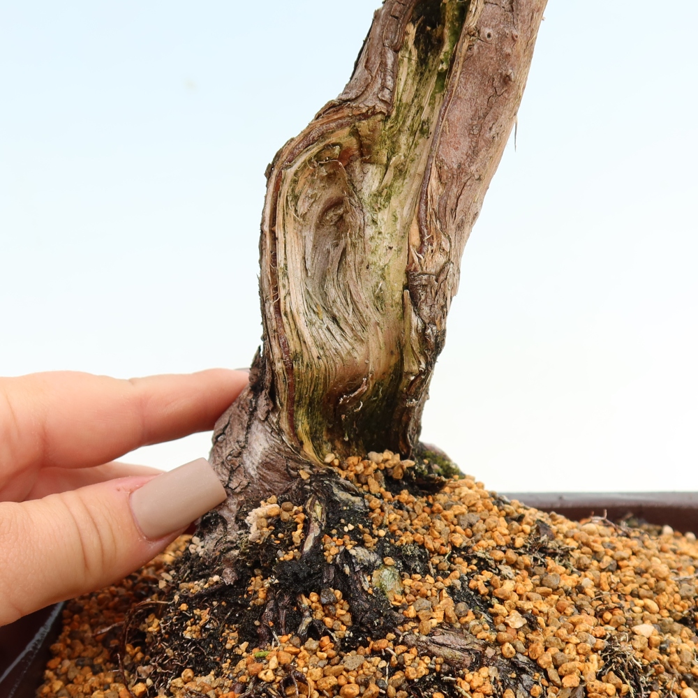 Bonsai voor buiten - Juniperus chinensis Itoigawa-Juniperus chinensis