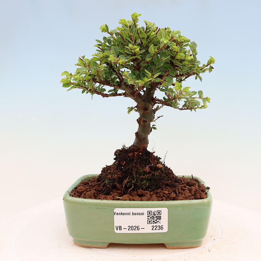 Bonsai voor buiten - Ulmus parvifolia Sagei - Kleinbladige iep