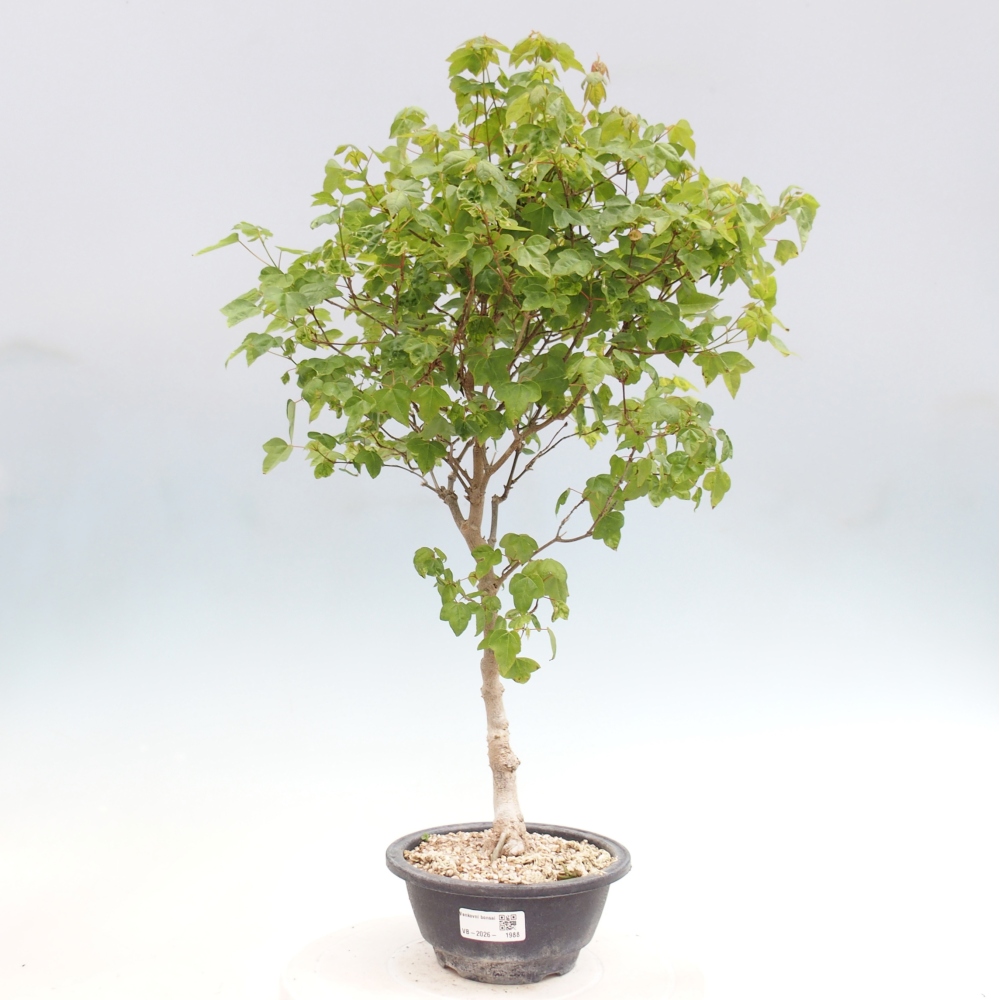 Bonsai voor buiten - Acer Buergerianum - Burgeresdoorn