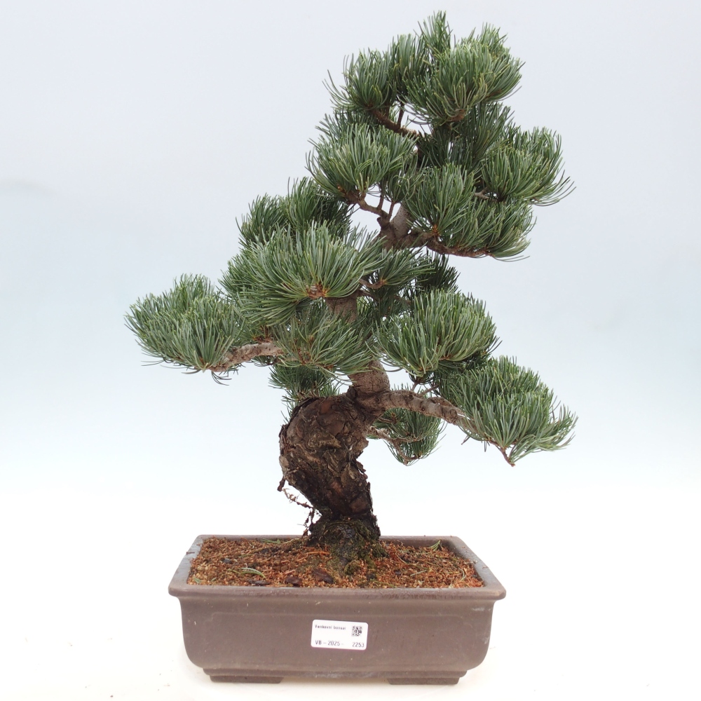 Bonsai voor buiten - Pinus parviflora - Pinus parviflora