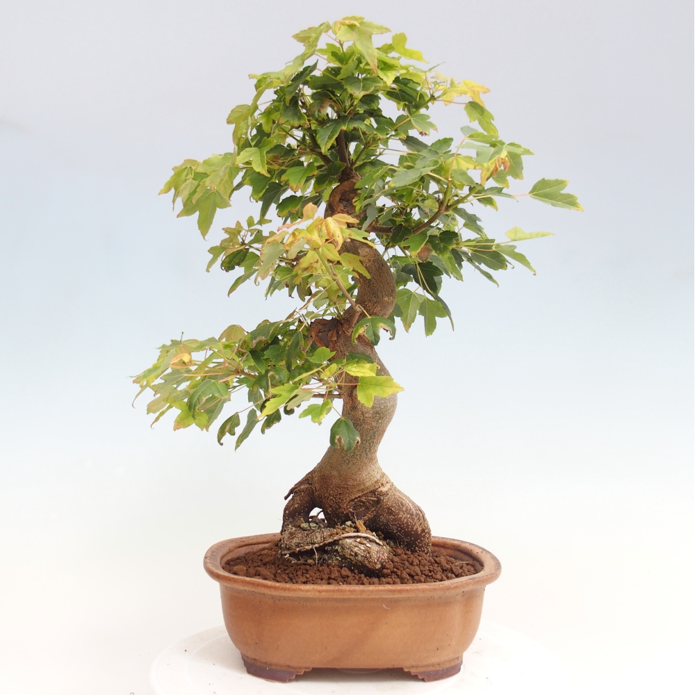 Bonsai voor buiten - Acer Buergerianum - Burgeresdoorn