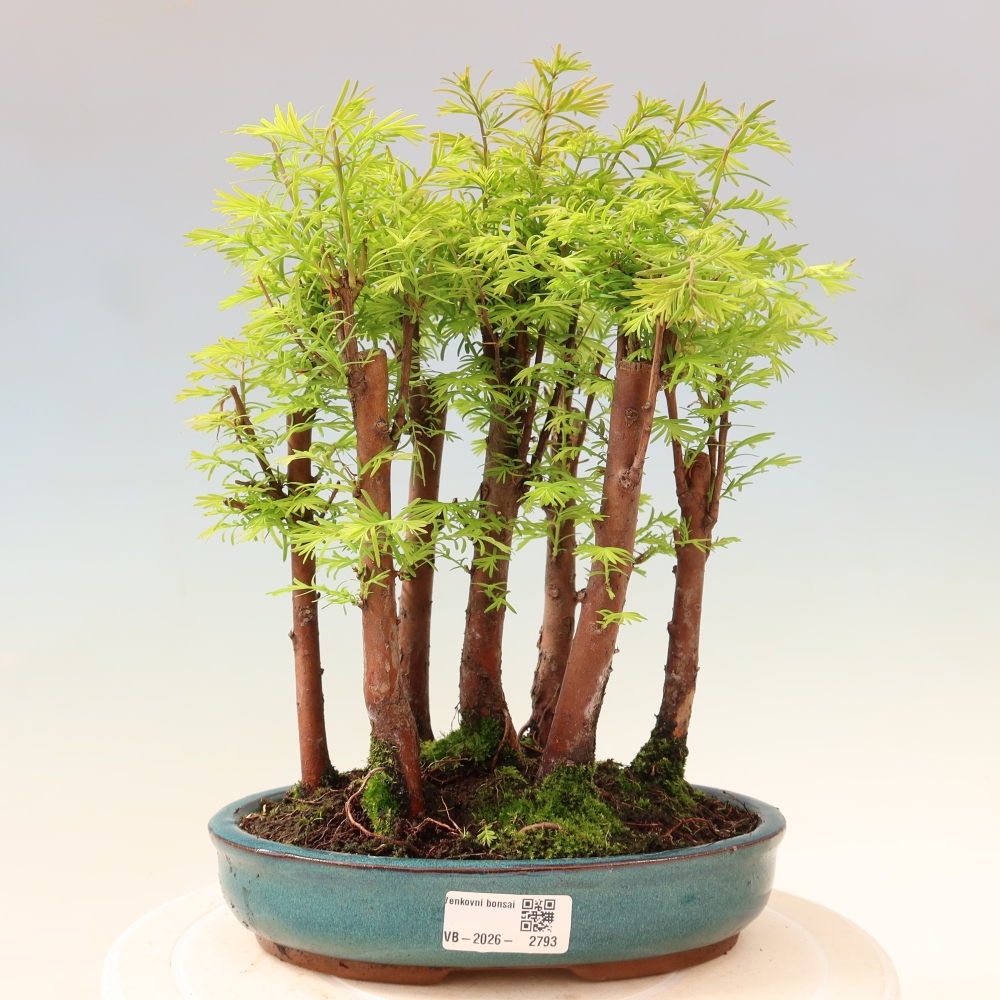 Buitenbonsai - Metasequoia glyptostroboides - Chinese metasequoia - bosje