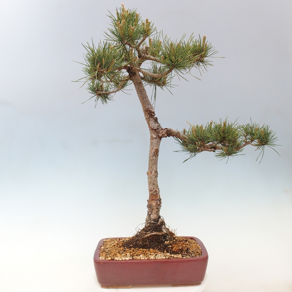 Bonsai voor buiten - Pinus Sylvestris Watererri - grove den