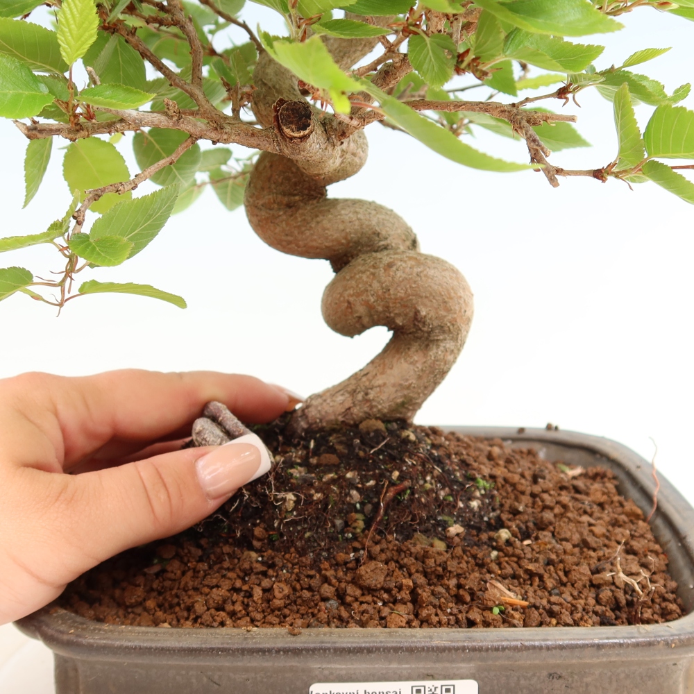 Bonsai voor buiten -Carpinus Coreana - Koreaanse haagbeuk