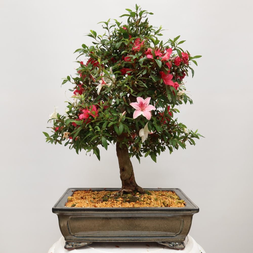 Bonsai voor buiten - Japanse azalea - Azalea satsuki