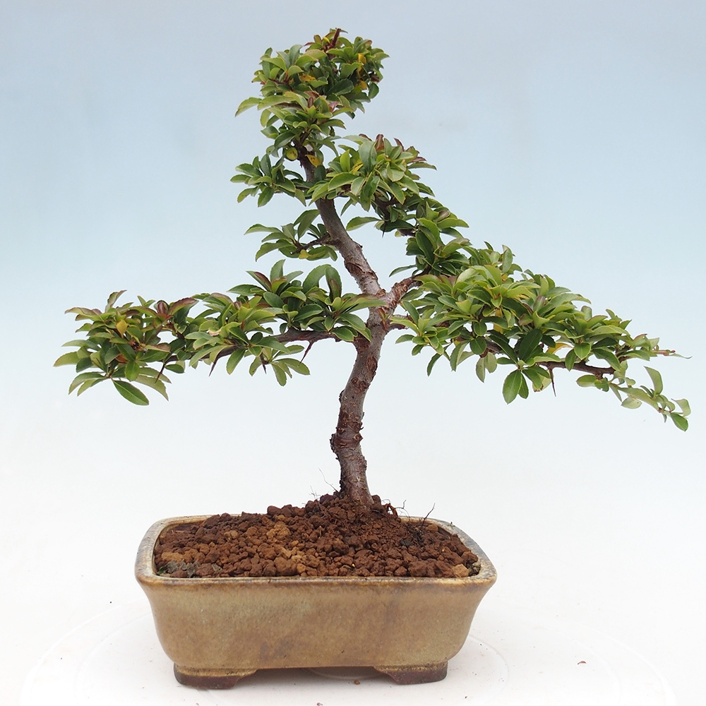 Bonsai-Pyracantha Teton voor buiten -Hlox
