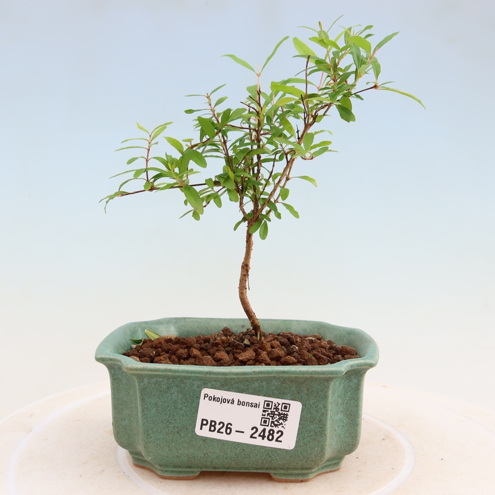 Kamerbonsai-PUNICA granatum nana-Granaatappel