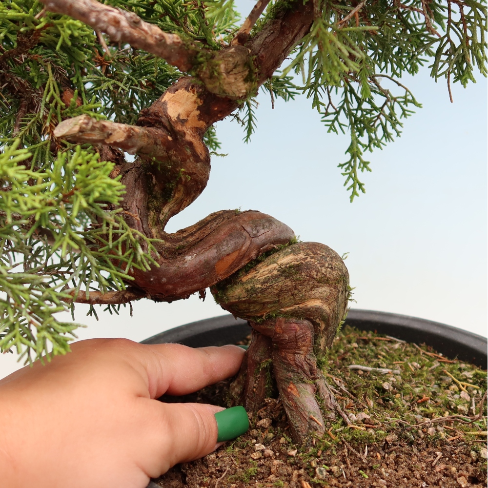Bonsai voor buiten - Juniperus chinensis Itoigawa-Juniperus chinensis