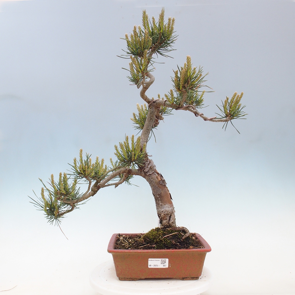 Bonsai voor buiten - Pinus Sylvestris Watererri - grove den