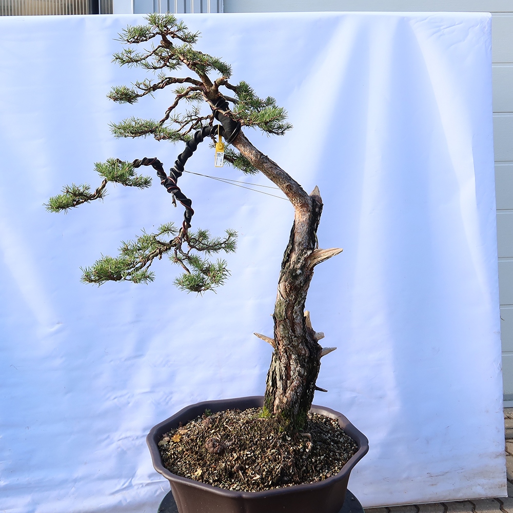 Pinus sylvestris Spanje - grove den
