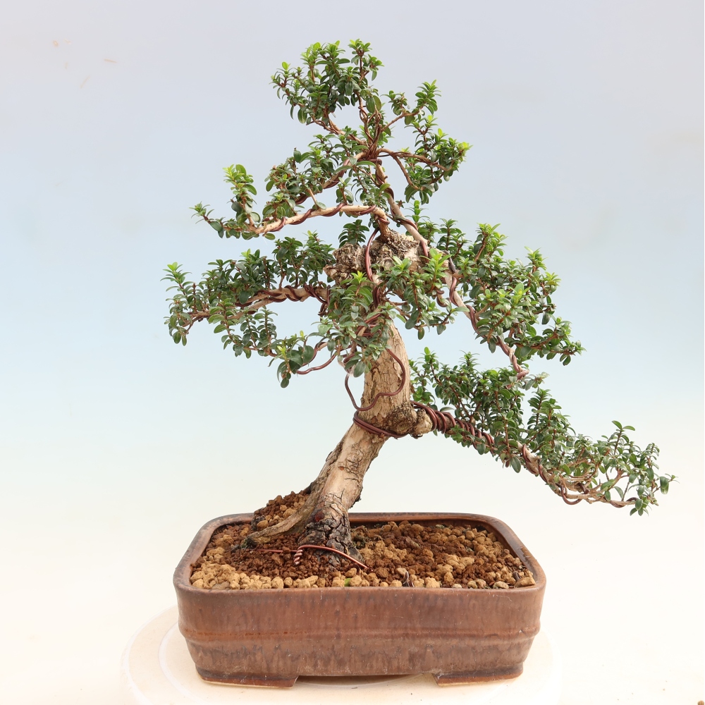 Kamerbonsai - Myrtus communis - Mirte