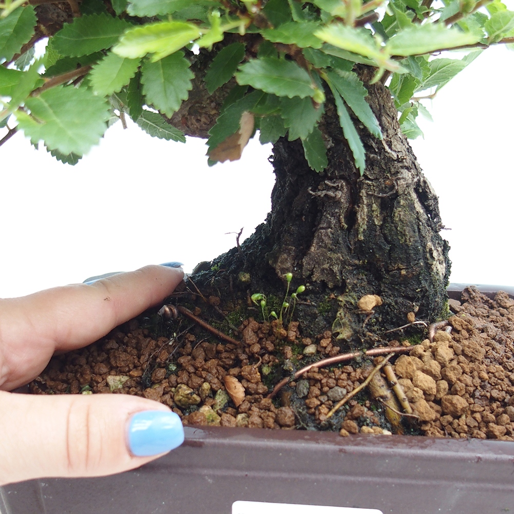 Bonsai voor buiten - Zelkova - Zelkova NIRE