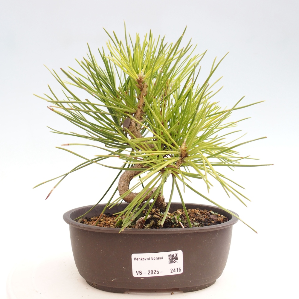 Bonsai voor buiten - Pinus thunbergii - Thunberg den