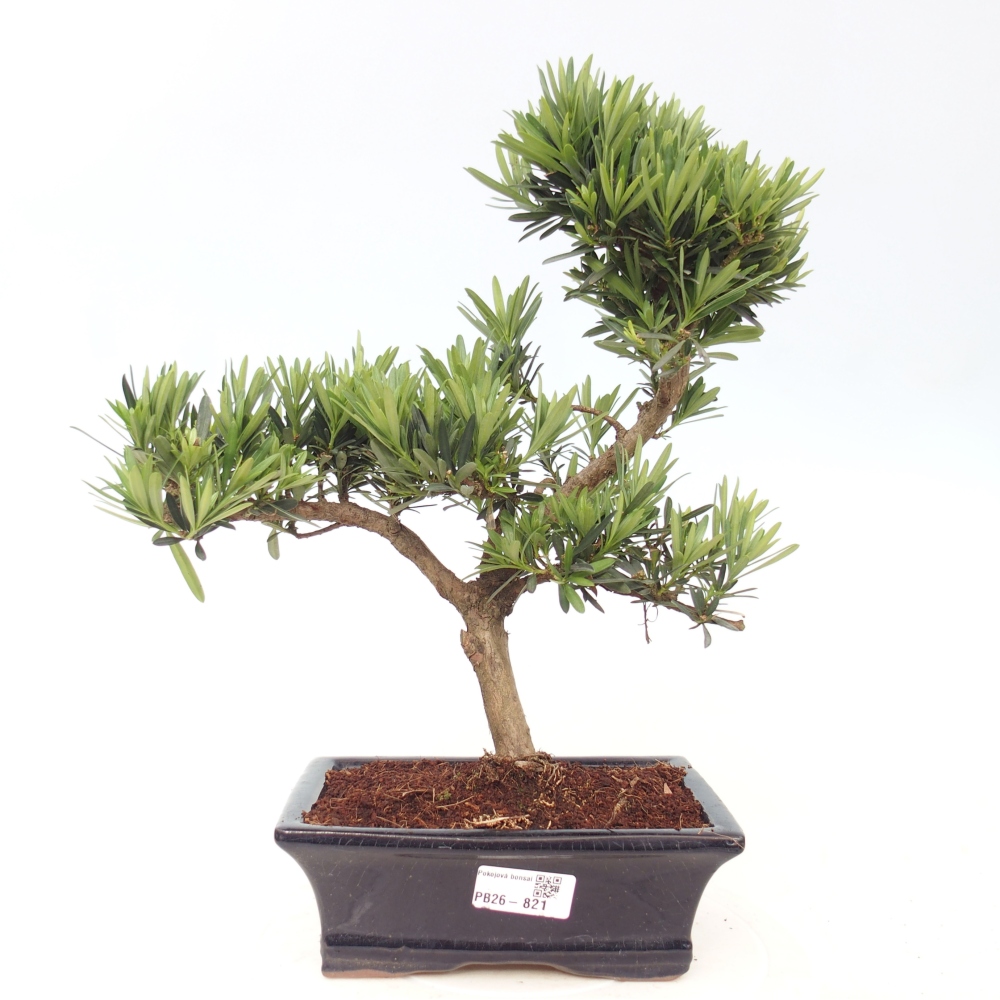 Kamerbonsai - Podocarpus - Taxus