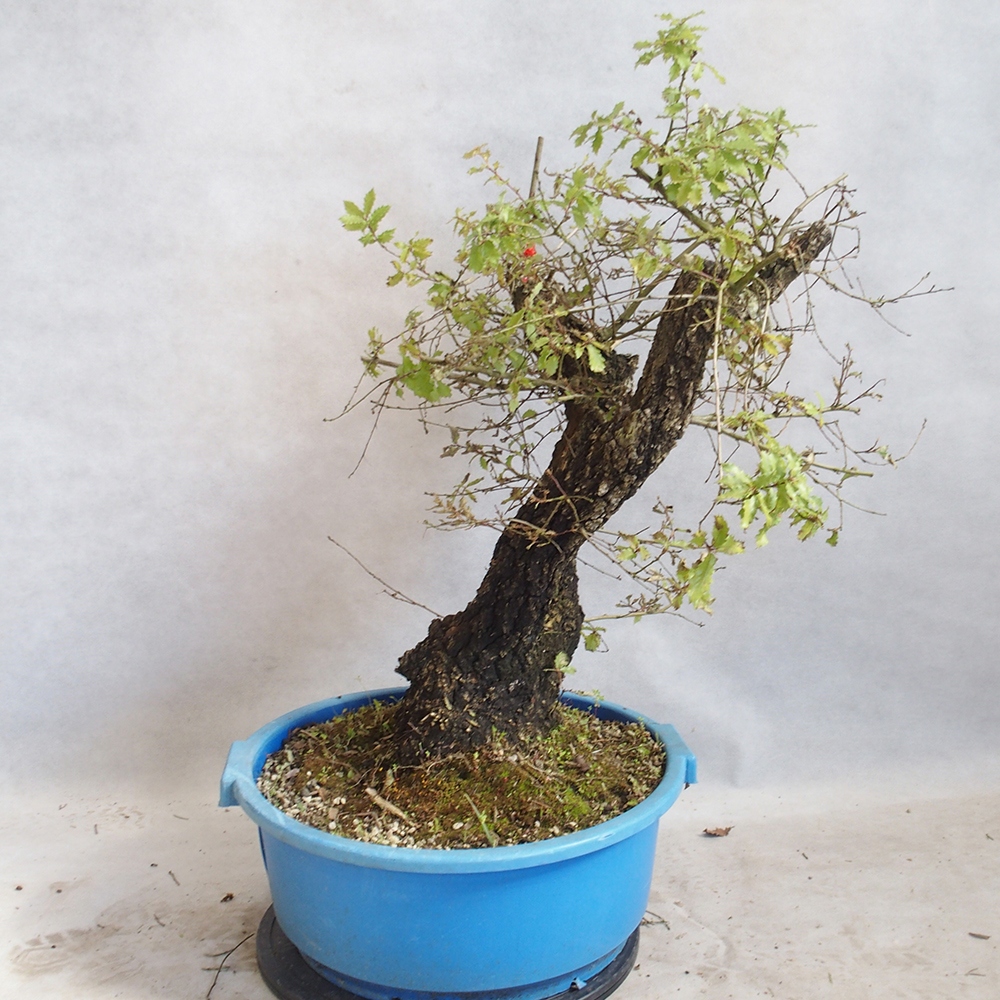 Buiten bonsai Quercus Cerris - Eik Cer