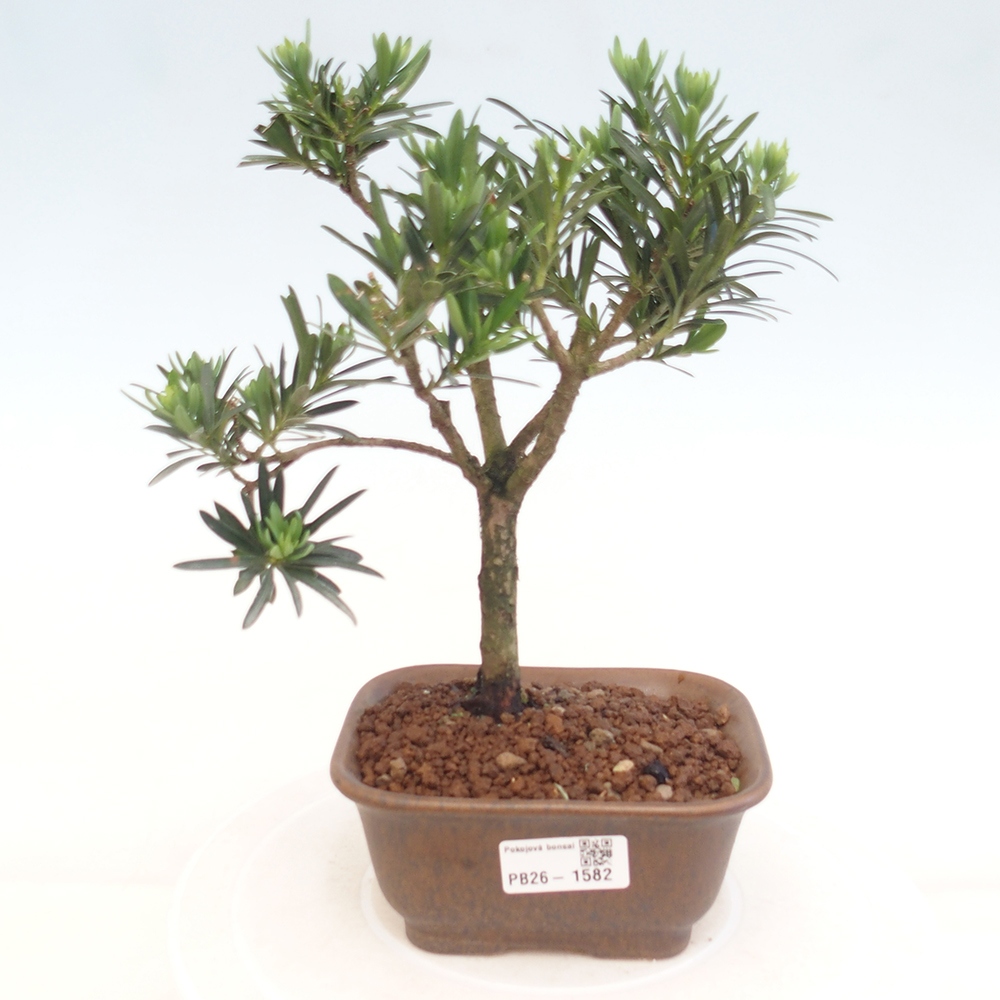 Kamerbonsai - Podocarpus - Taxus