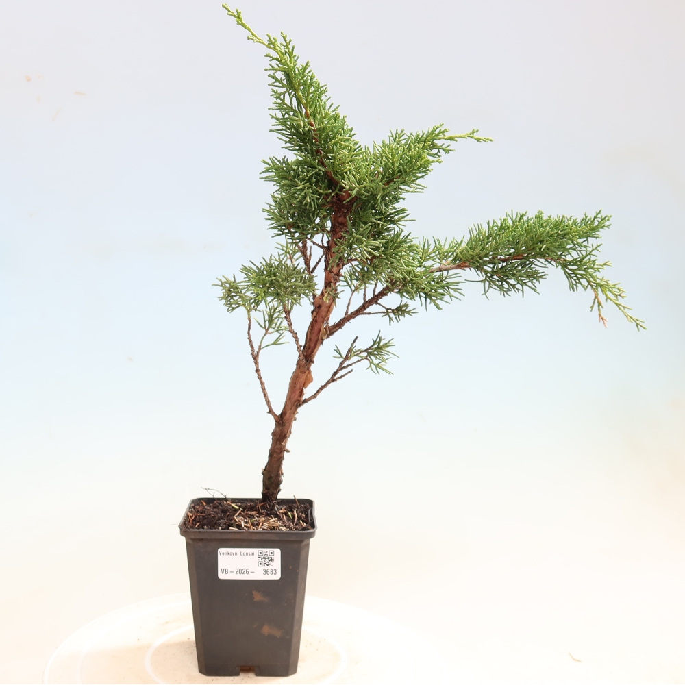Bonsai voor buiten - Juniperus chinensis Kishu
