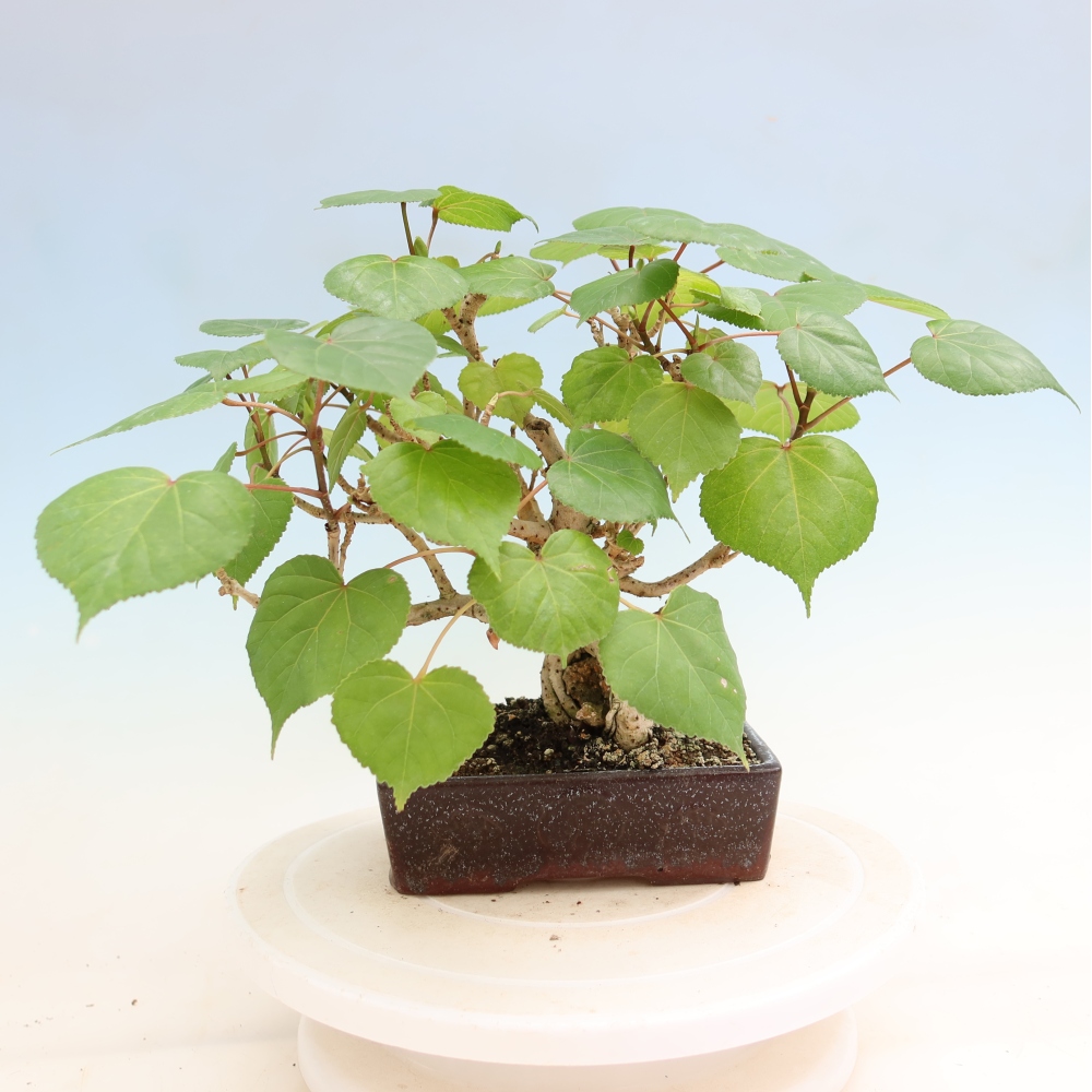Bonsai voor binnen - Hibiscus tiliaceus - Zee Hibiscus