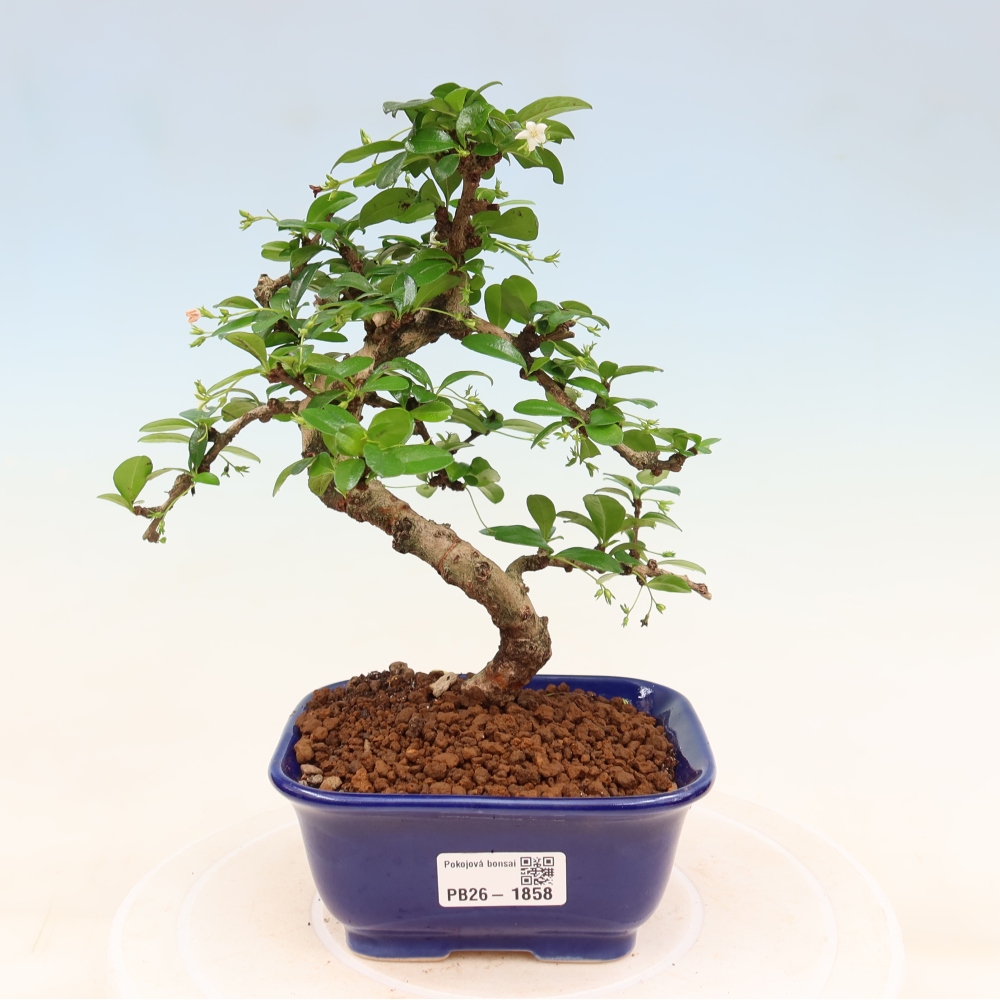 Kamerbonsai - Carmona macrophylla - Thee fuki