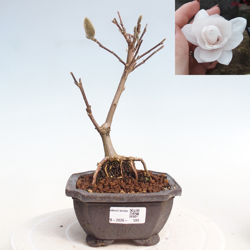 Bonsai voor buiten - Magnolia stellata