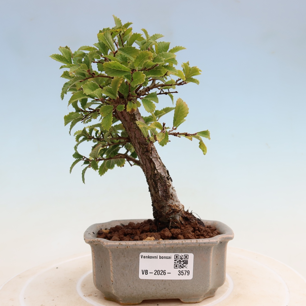 Bonsai voor buiten - Zelkova - Zelkova NIRE